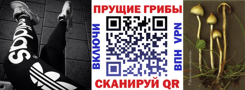 Псилоцибиновые грибы Psilocybe  Грязовец 